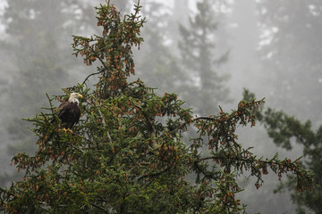 Eagle in a Tree