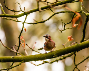 jay on a branch