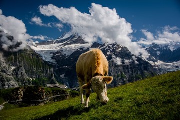 Fototapeta na wymiar cow on pasture zermatt first glacier swizterland mountain