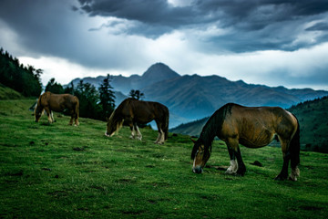 Fototapeta na wymiar horses in a meadow