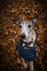 Autumn portrait of female whippet. She is so cute and happy outside.