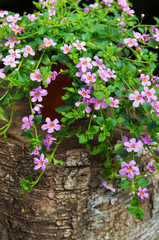 Hanging bacopa sutera with many small beautiful flowers in color of pink