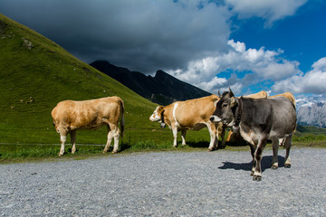 Fototapeta na wymiar cow on pasture zermatt first glacier swizterland