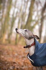 Portrait of whippets head. It is autumn photoshooting in forest.
