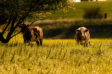 herd of cows grazing in field