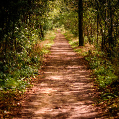 path in the forest