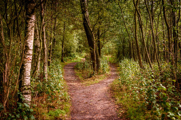 path in the forest