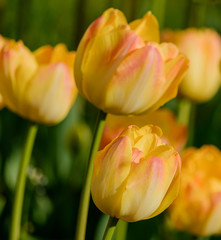 Yellow tulips on green background