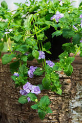 Hanging bacopa sutera with many small beautiful flowers in color of pink