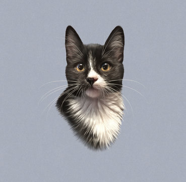 Cute black and white cat with big eyes isolated on gray background. Drawing of kitten. Good for print T-shirt, pillow. Realistic Hand Painted Illustration of Pets. Animal art collection: Domestic Cats
