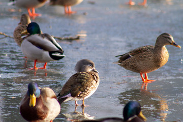 ducks on lake