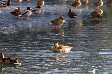 ducks in water