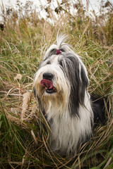 bearded collie is sitting in reed with sirious face. Autumn photoshooting in Prague.