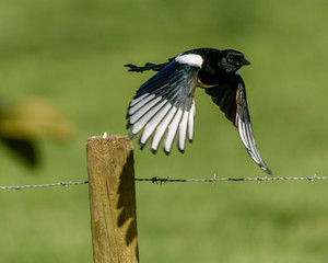 magpie in flight