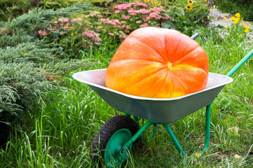 big orange pumpkin in the wheelbarrow