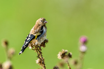 goldfinch