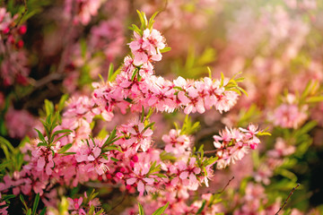 Lush pink tree flowers. Spring background. Blooming