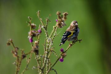 goldfinch