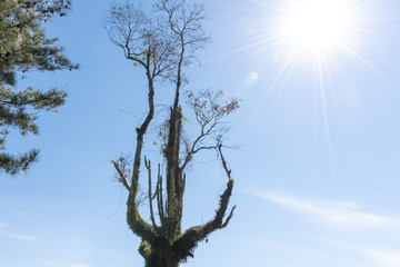 The dry tree in contrast to the sun and the blue sky