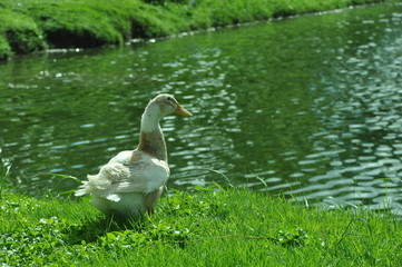 white swan on the lake