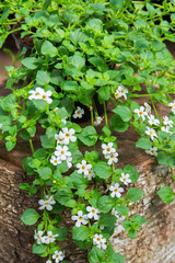 Hanging bacopa sutera with many small beautiful white colored flowers