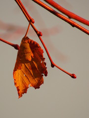 foglie in autunno