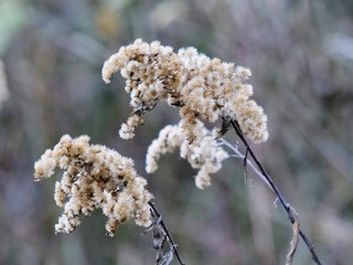 reed in winter in a close-up