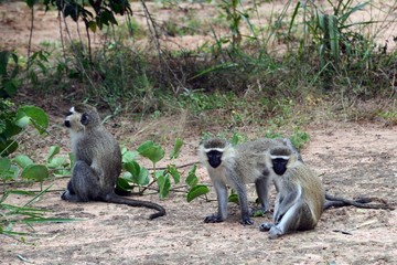 Vervet monkeys, Ziwa Rhino Sanctuary, Uganda