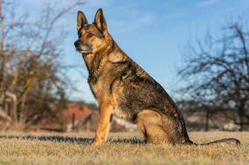 Deutscher Schäferhund