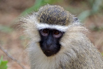 Vervet monkey, Ziwa Rhino Sanctuary, Uganda