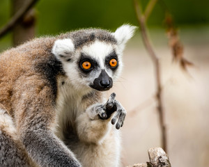 ring tailed lemur