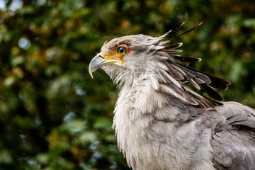 Secretarybird