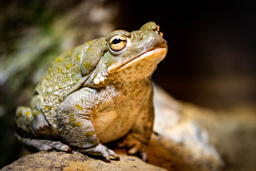 frog on rock