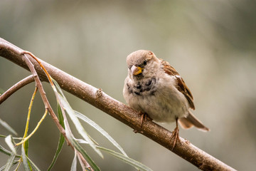 sparrow on branch