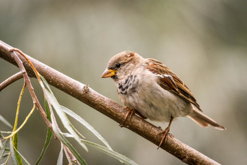 sparrow on a branch