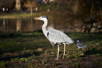 Big wading bird grey heron, Ardea cinerea sitting on wet swampy meadow on the bank of river and searching for some quarry like frogs or mouse in sunny day. Herons are members of the family Ardeidae.
