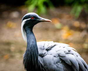 Demoiselle crane