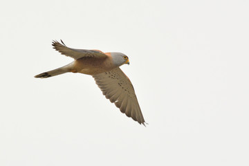 Lesser Kestrel (Falco naumanni), Greece