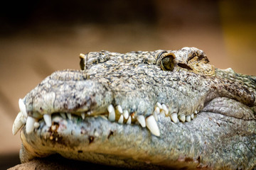 closeup of a crocodile