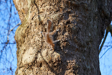 Eastern gray squirrel, Sciurus carolinensis, also known as grey squirrel holding bark of the tree trunk in the St' James park in London. Originaly north american kind of squirrel introducted in Europe