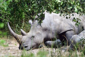 White rhino, Ziwa Rhino Sanctuary, Uganda