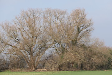 tree in the winter