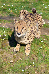 Closeup African Cheetah (Acinonyx jubatus) lying on ground seen from front