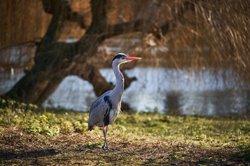 Big wading bird grey heron, Ardea cinerea sitting on wet swampy meadow on the bank of river and searching for some quarry like frogs or mouse in sunny day. Herons are members of the family Ardeidae.
