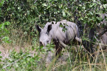 White rhino, Ziwa Rhino Sanctuary, Uganda