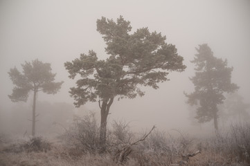 Obraz na płótnie Canvas Baumgruppe im Nebel