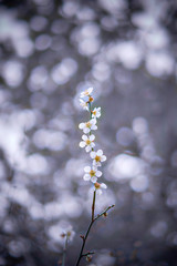 梅の花。春の風景。