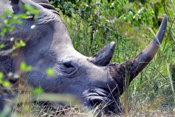 White rhino, Ziwa Rhino Sanctuary, Uganda