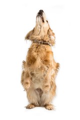 red english cockerspaniel dog isolated on white background