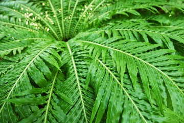シダの葉